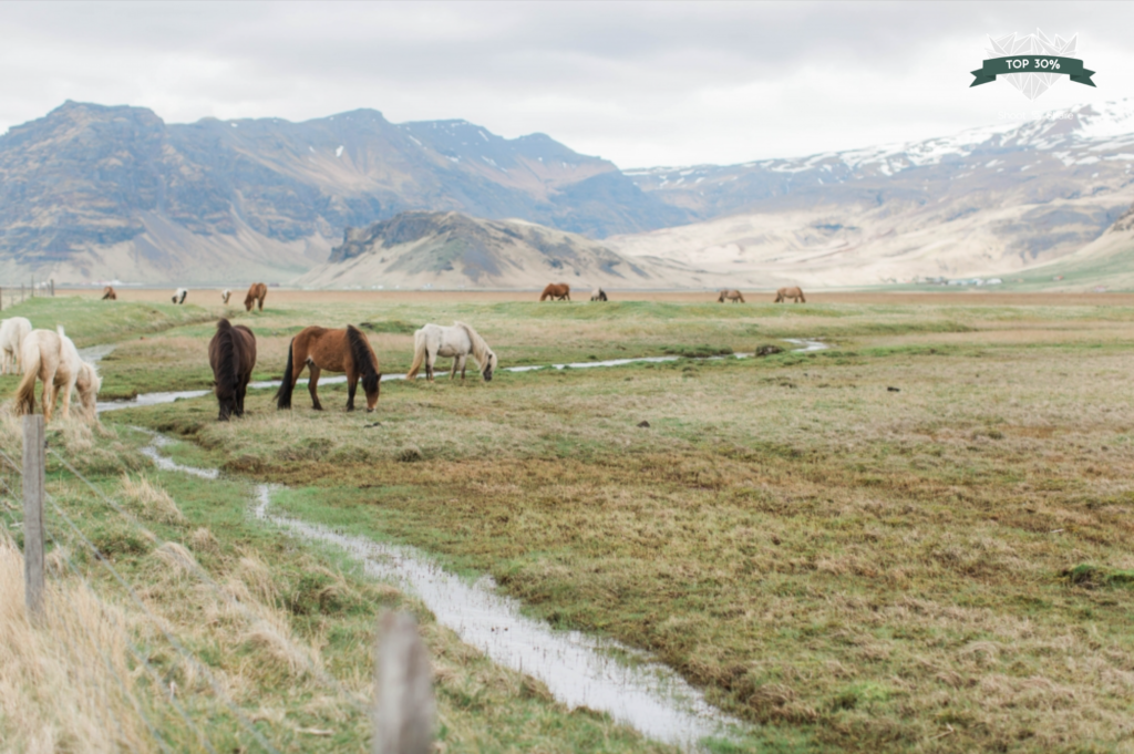 Iceland ponies grazing