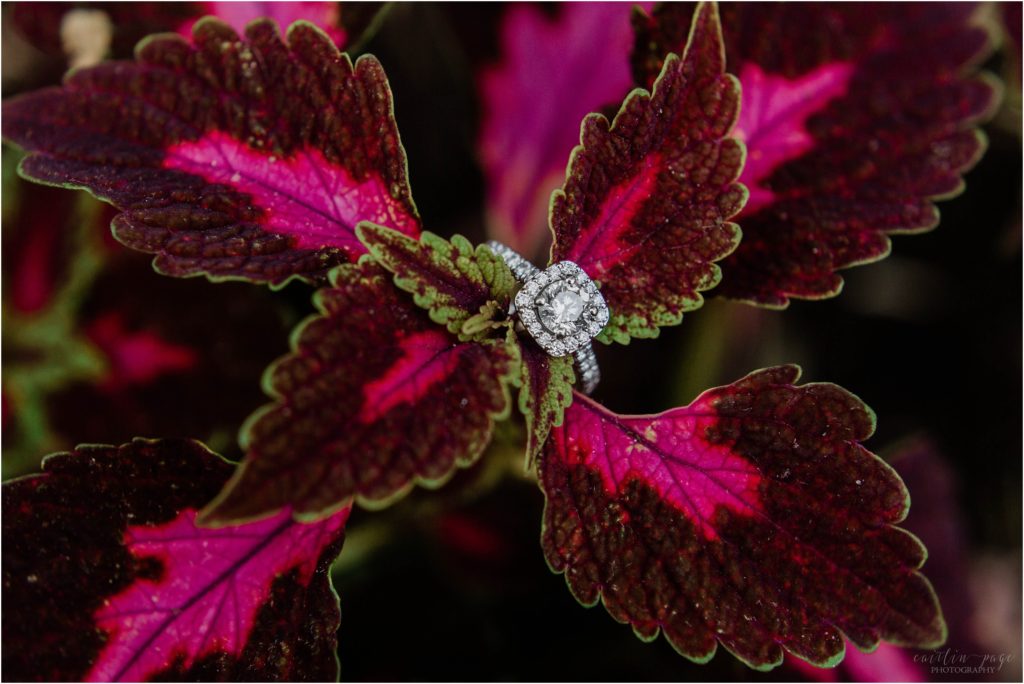 engagement ring on plant