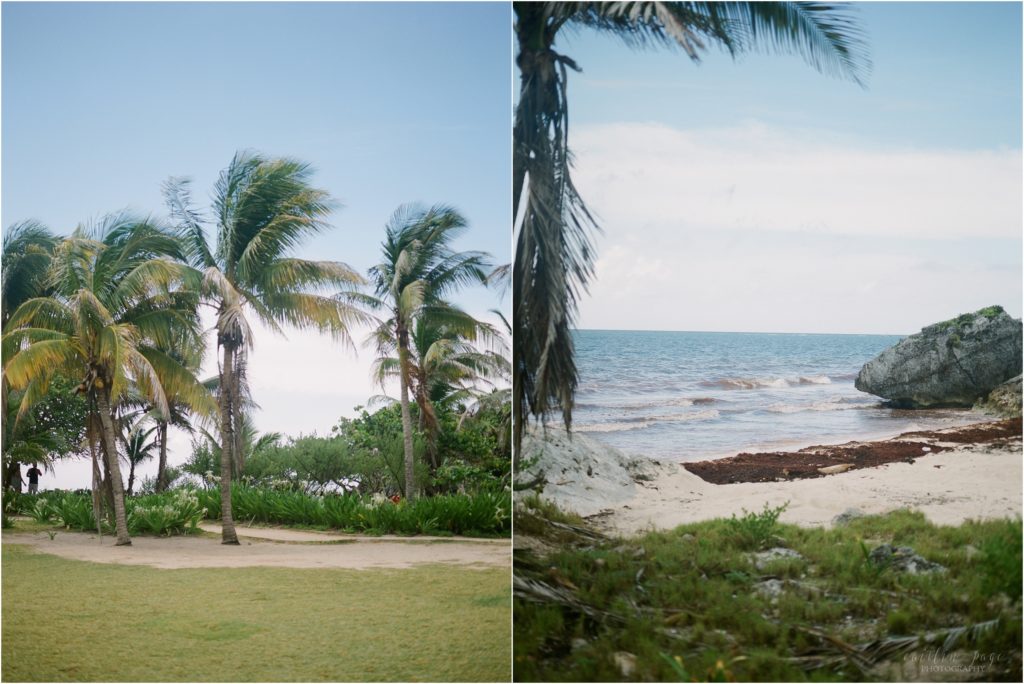 palm trees mexico beach