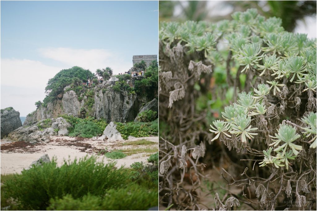 mexico beach tulum succulents