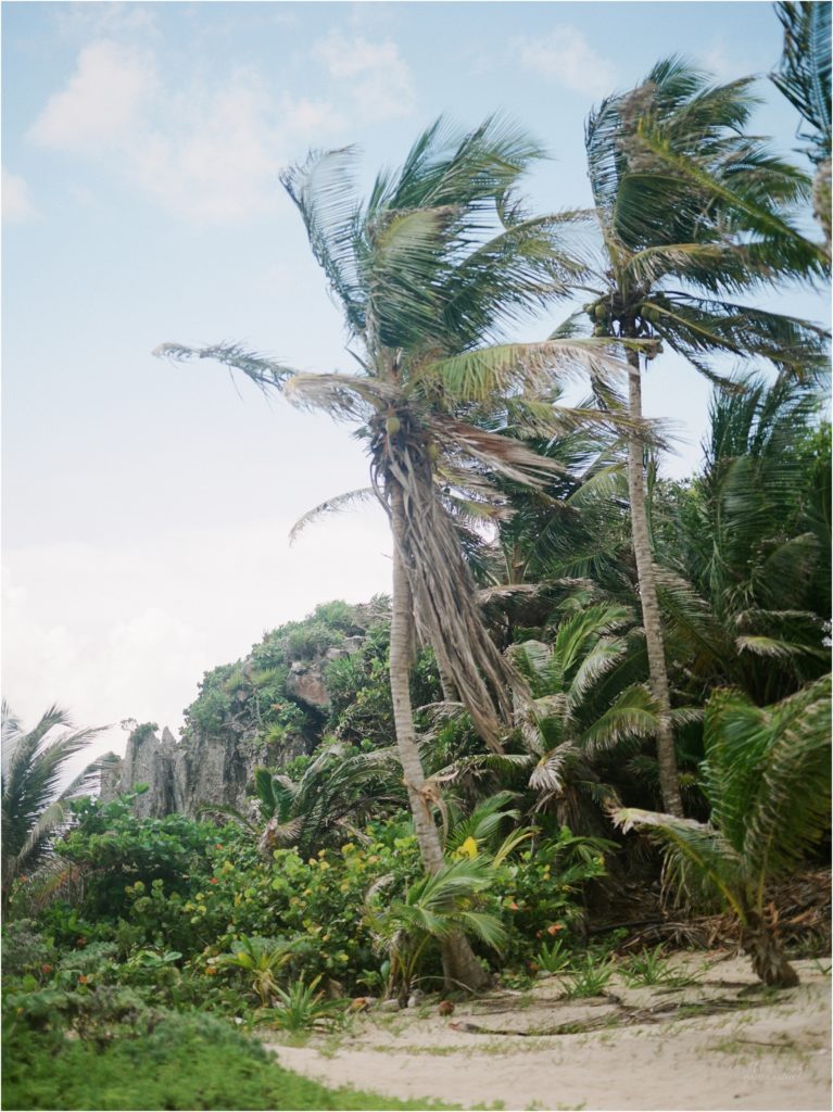 palm trees blowing tulum mexico