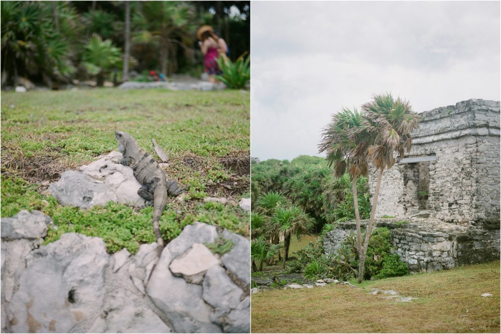 iguana tulum mexico