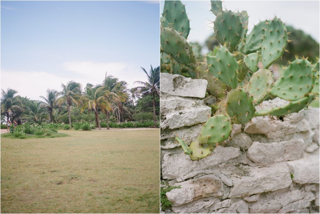 cactus at tulum ruins mexico