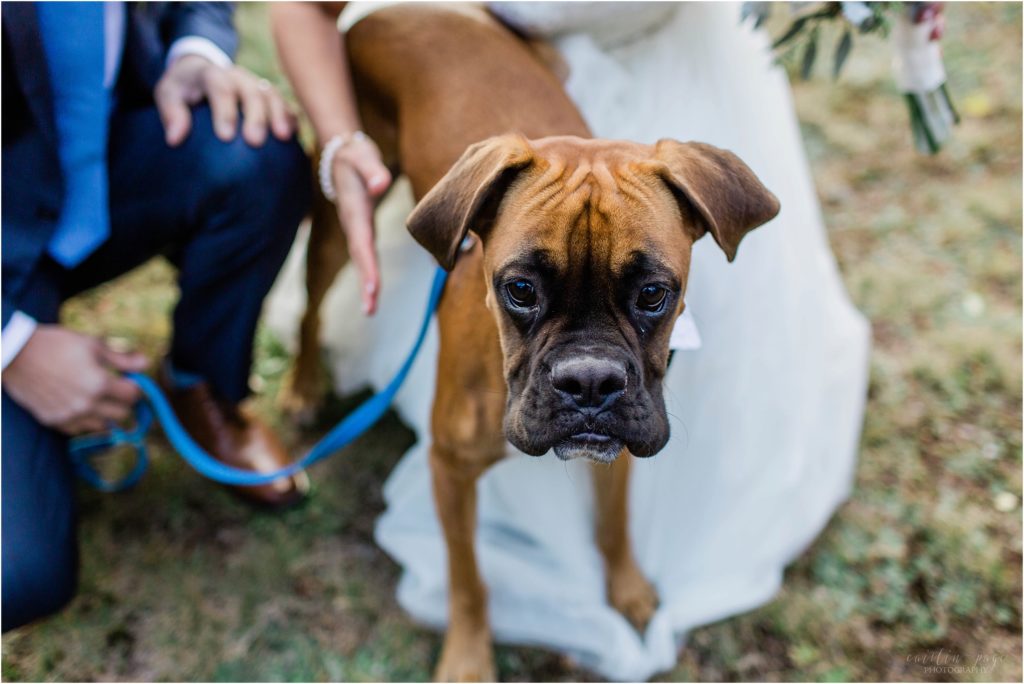 boxer puppy at wedding