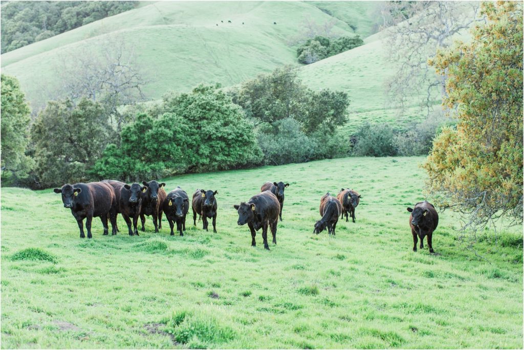 black cattle in hills