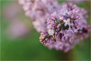 engagement ring placed on lilac flower