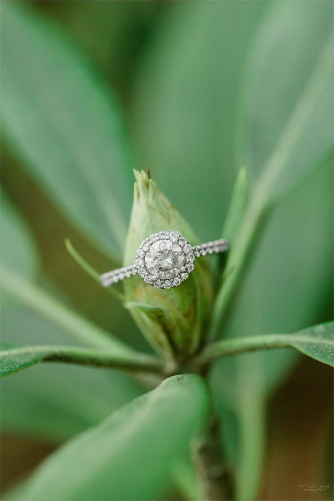 solitaire engagement ring with halo on rhodedendron bush