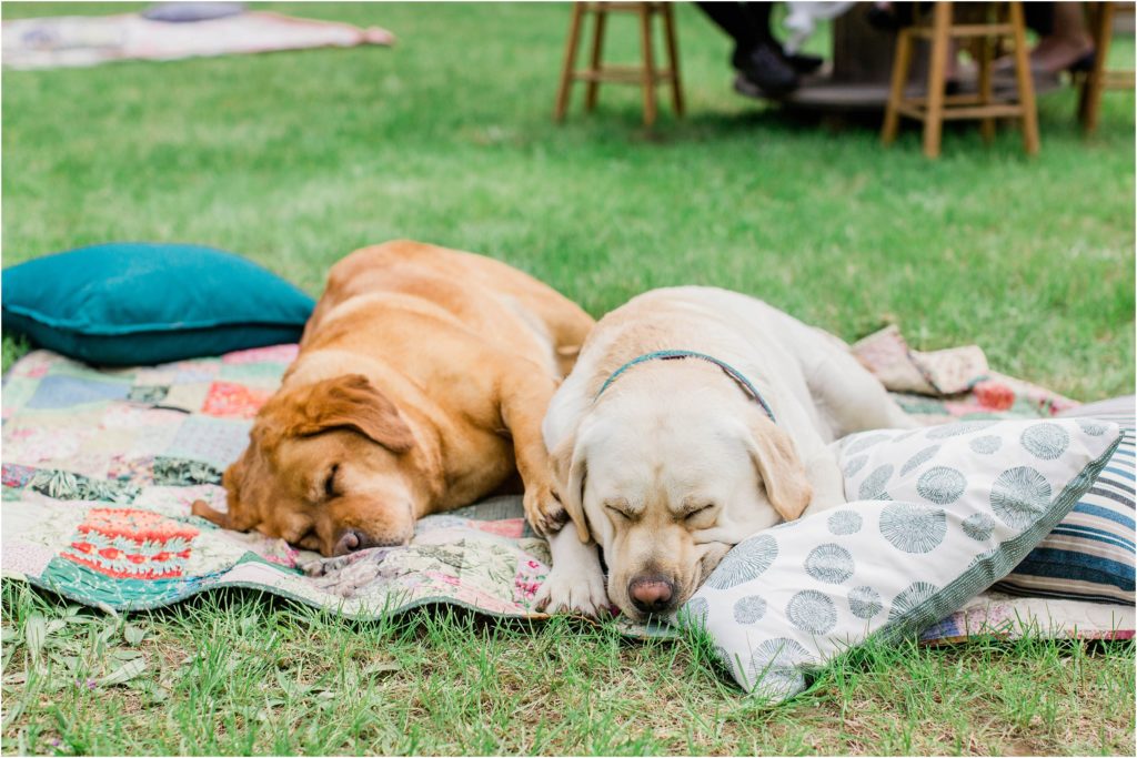 dogs sleeping on quilt