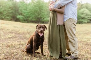 chocolate lab standing with couple in field
