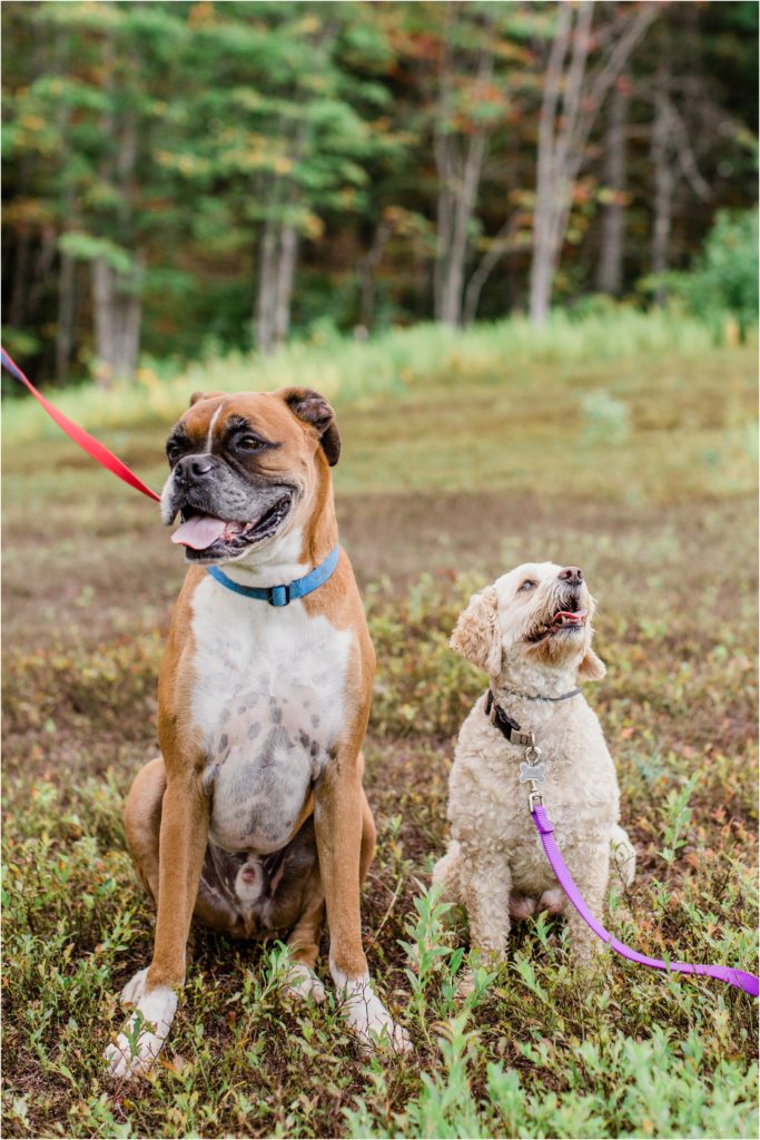 dogs sitting in field