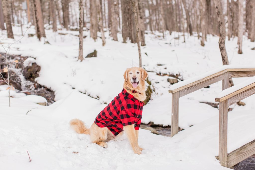 Golden retriever sitting in the snow in checkered pajamas
