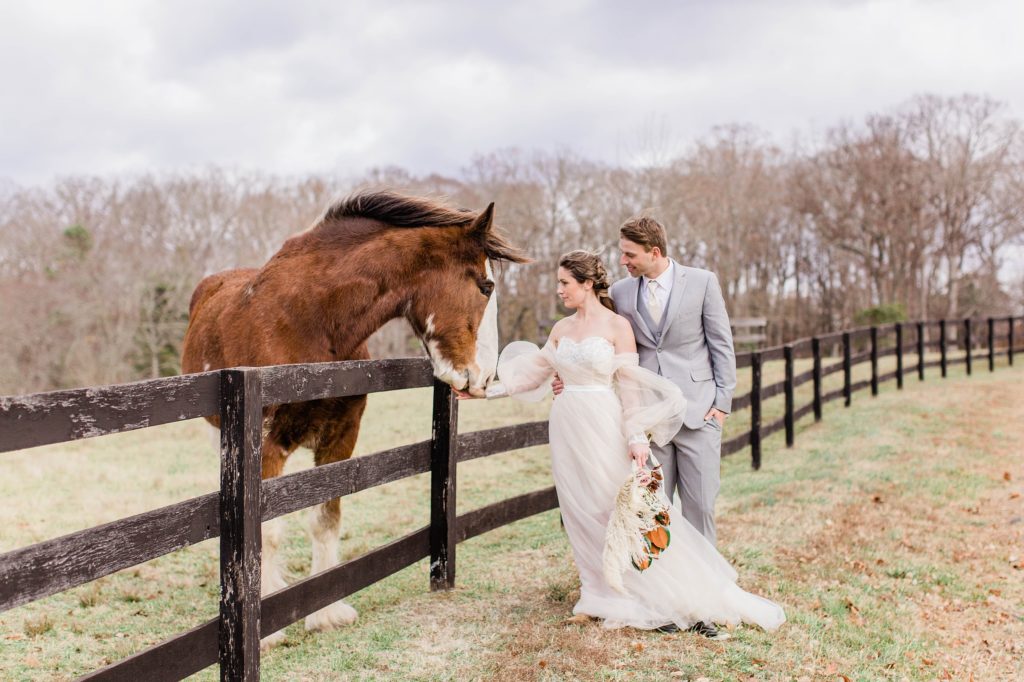 Couple standing at Mount Ida farm with Clydesdale horse