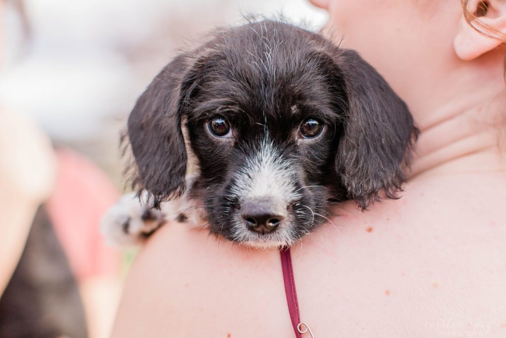 Black and white puppy face being held by bridesmaid at Mount Ida Farm in Charlottesville Virginia