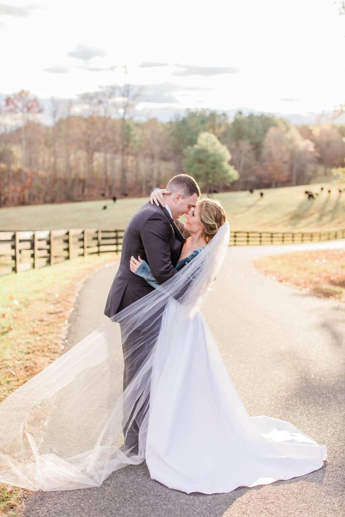 Bride and groom kissing at sunset in front of field of cows at Mount Ida Farm in Charlottesville Virginia