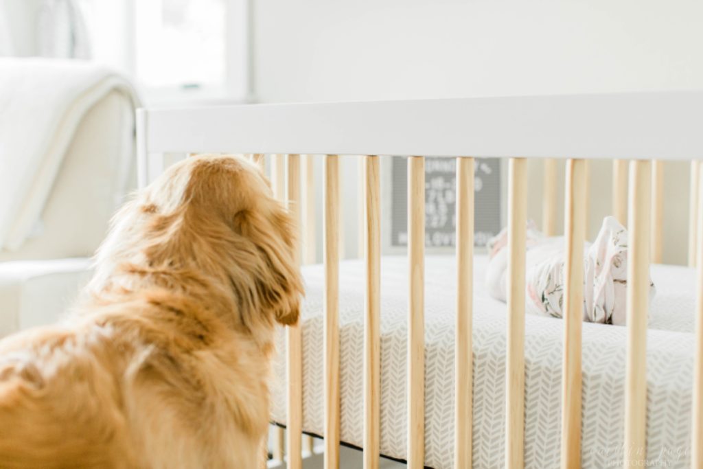 Dog looking at newborn baby girl in floral swaddle in crib