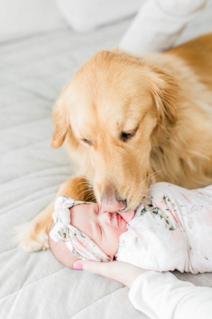 Golden retriever kissing newborn baby girl