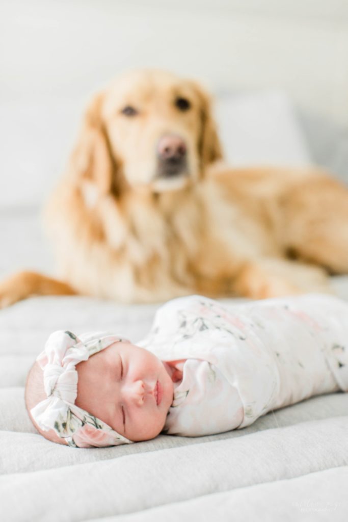 Newborn baby girl in front of golden retriever