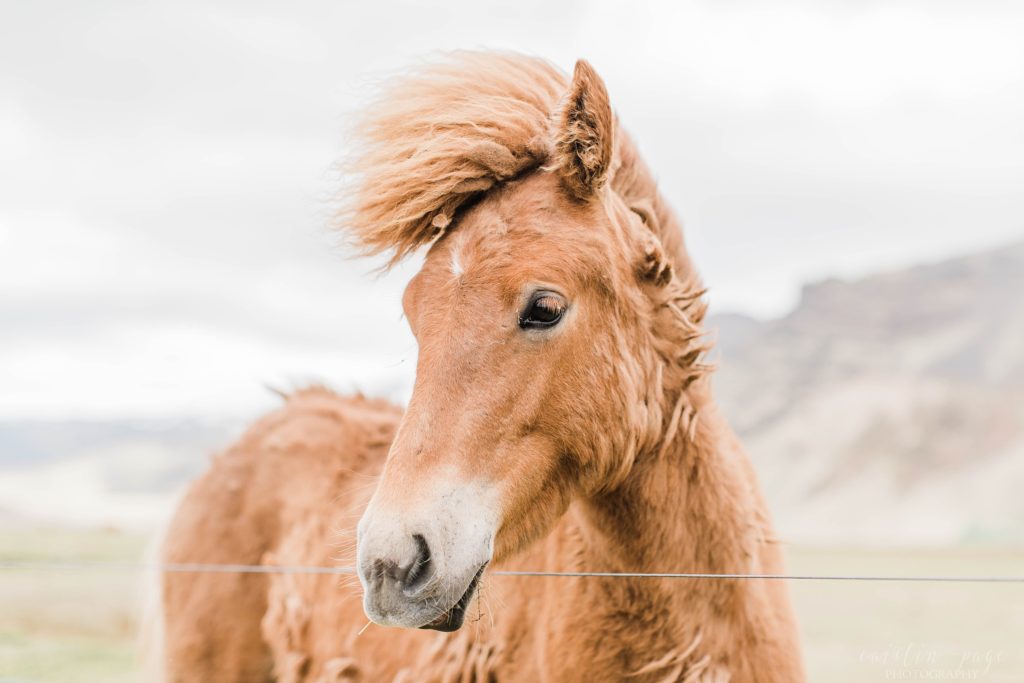 Brown Icelandic horse in a field
