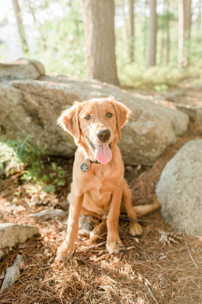 Golden retriever puppy sitting in woods
