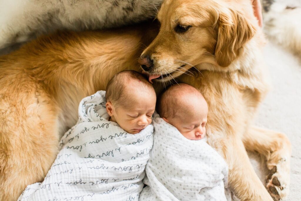 Twin newborn babies laying on golden retreiver