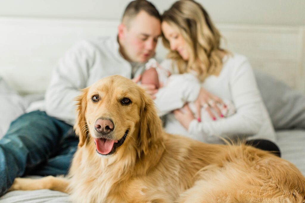 Golden retriever sitting on bed with parents and newborn baby