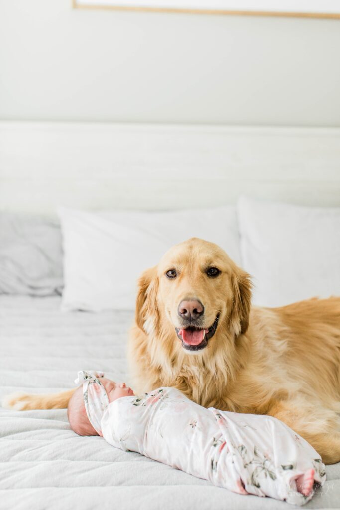 Golden retriever laying on bed with newborn baby