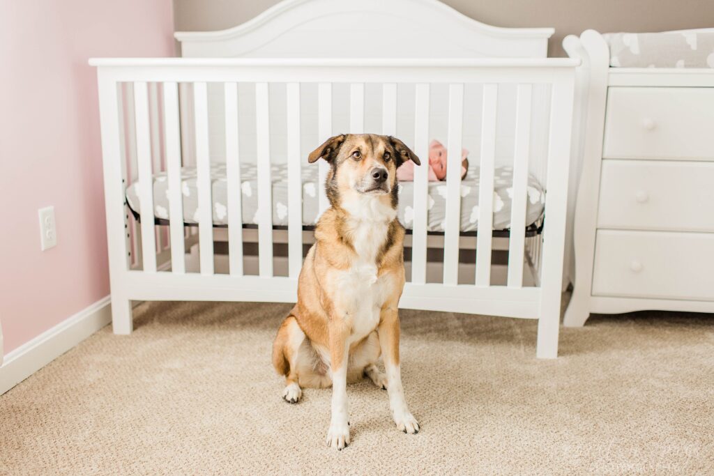 Dog sitting in front of baby's crib