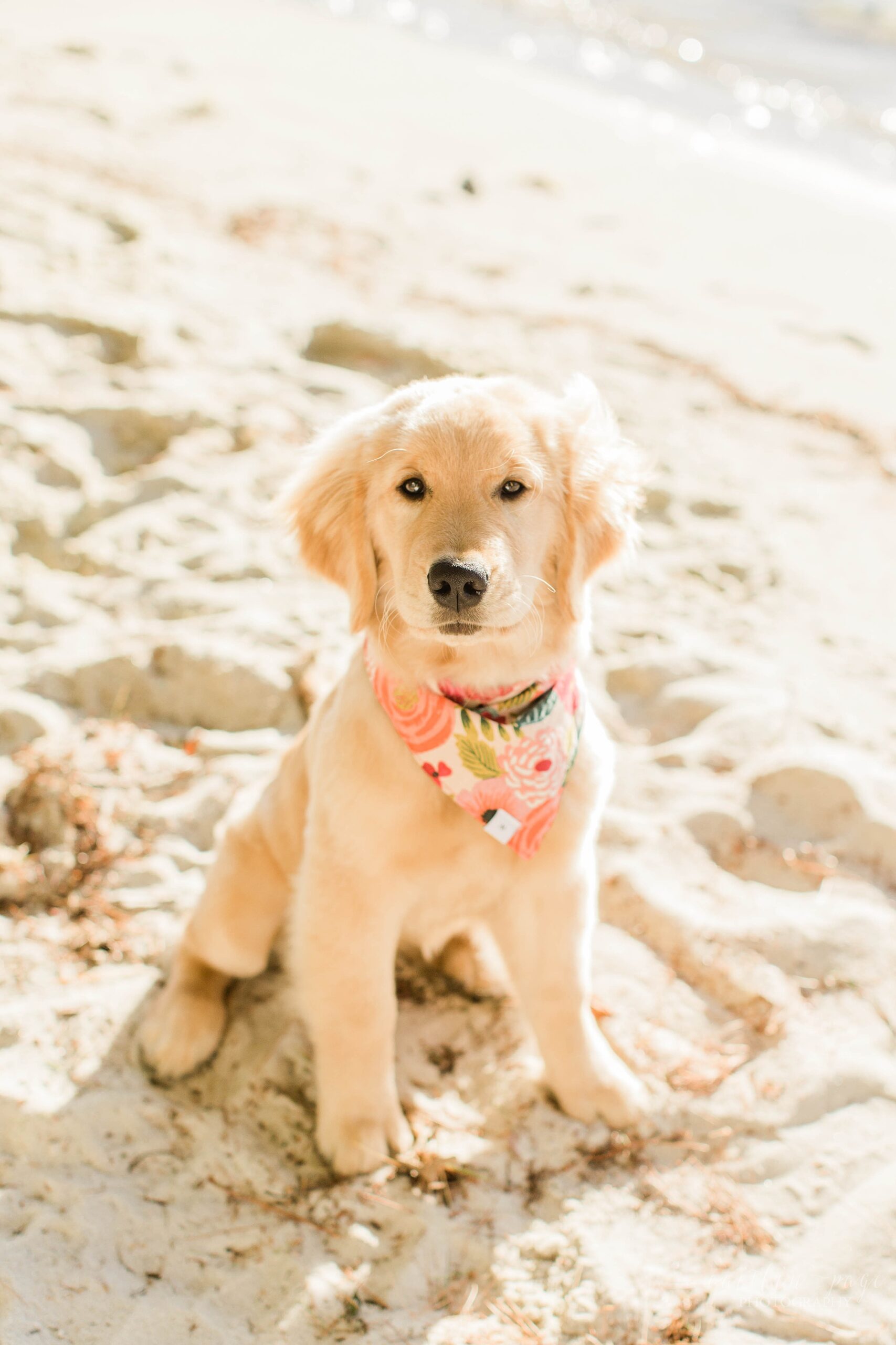 Golden retriever puppy sitting on the beach