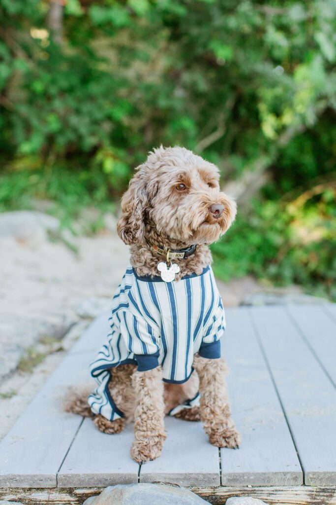 Dog wearing striped pajamas on dock