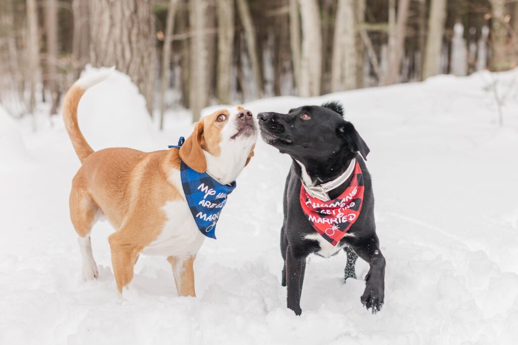 Dogs standing in the snow with wedding bandannas