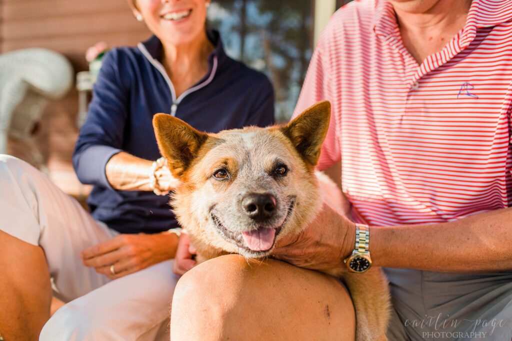 Dog smiling at the camera