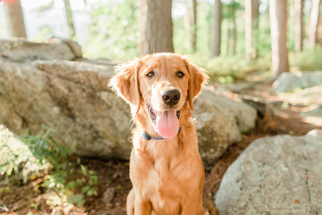 Golden retriever puppy sitting in the woods