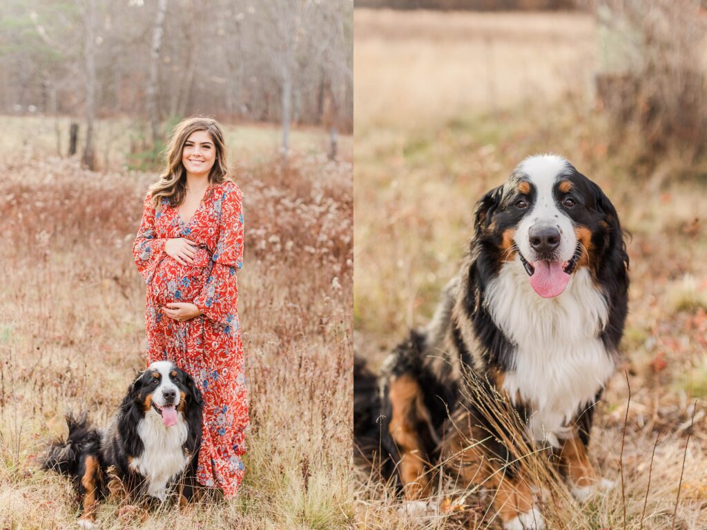 Pregnant woman standing in field with Bernese mountain dog