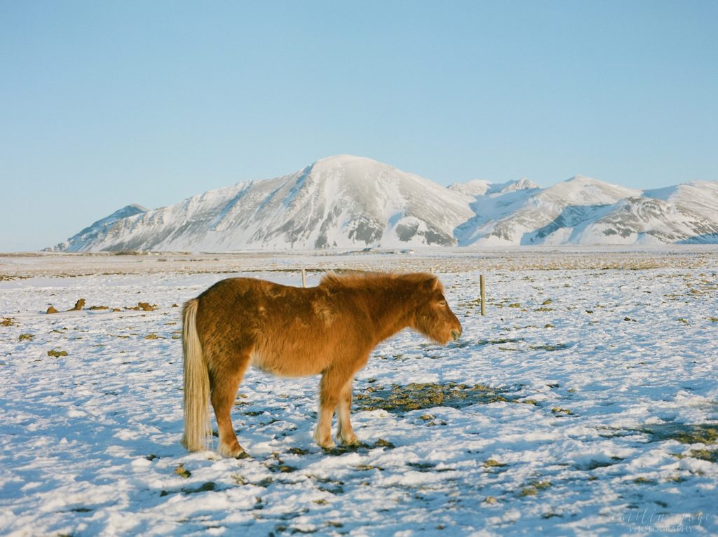 Icelandic horses in winter field