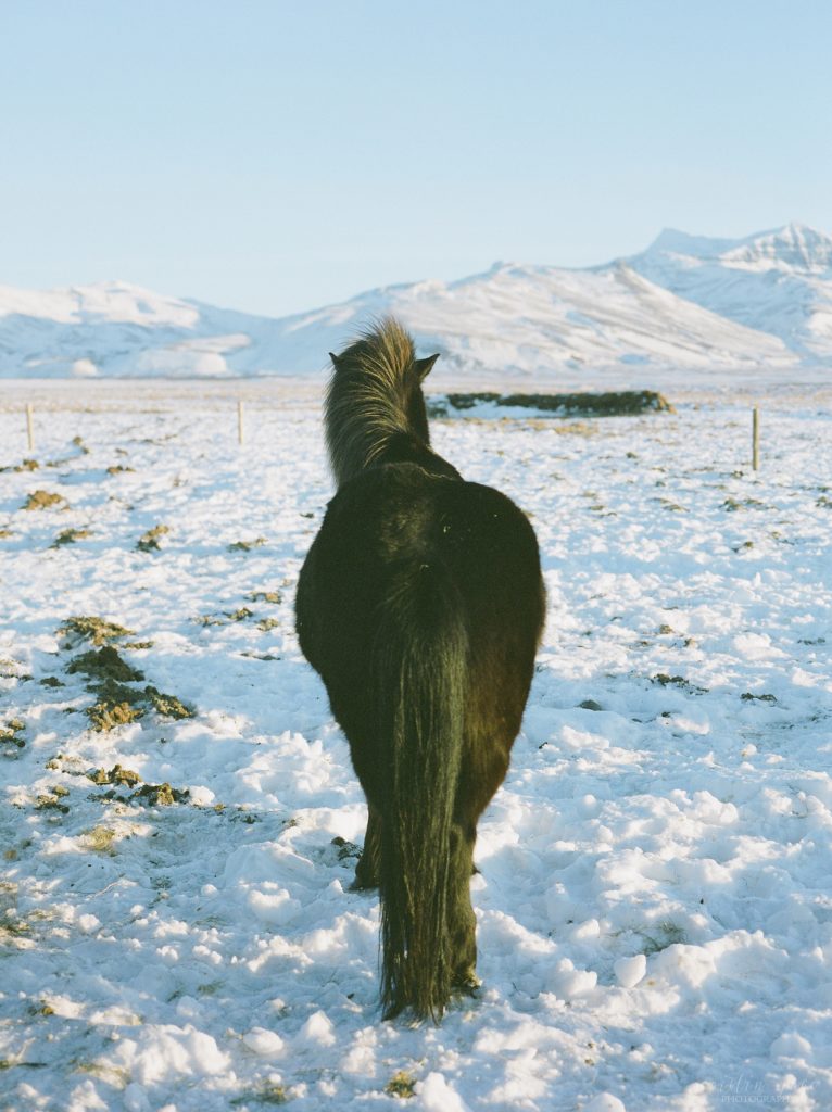 Icelandic horses in winter field