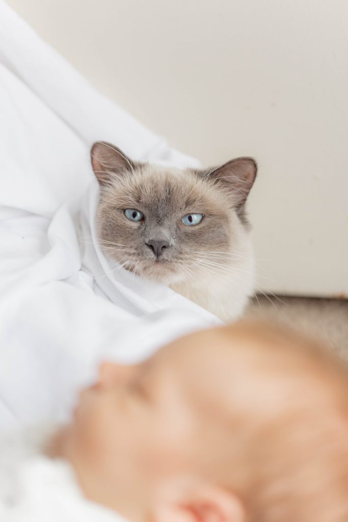Cat examining baby boy