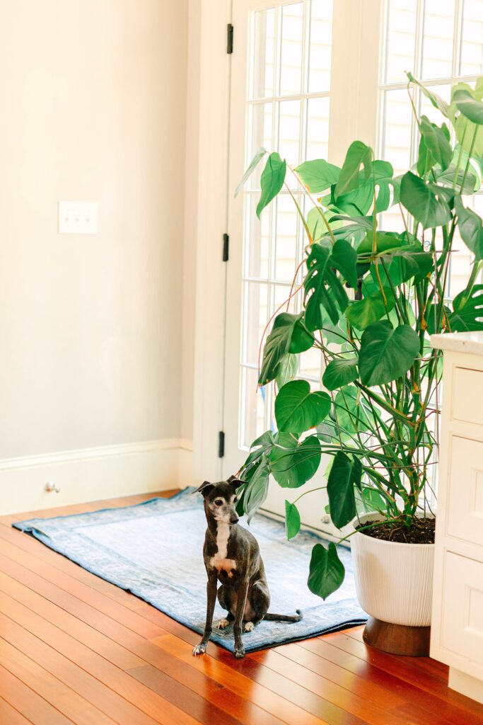 Springtime At Home Family Session in Maine Caitlin Page Photography